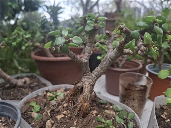 תמונה 9 ,עצי נוי ופרי למכירה בבית אריה לגינה  עצים ועציצים