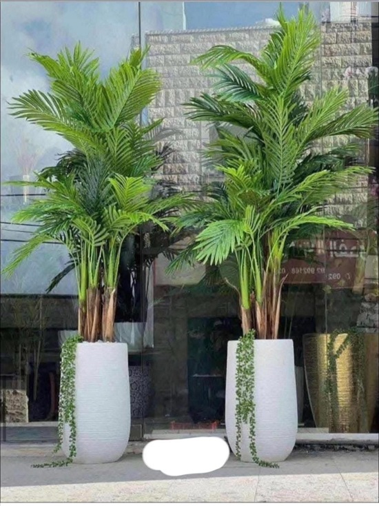 תמונה 1 ,עצי נוי זמינים במחיר סביר לפני למכירה בבת ים חפצי נוי  עציצים