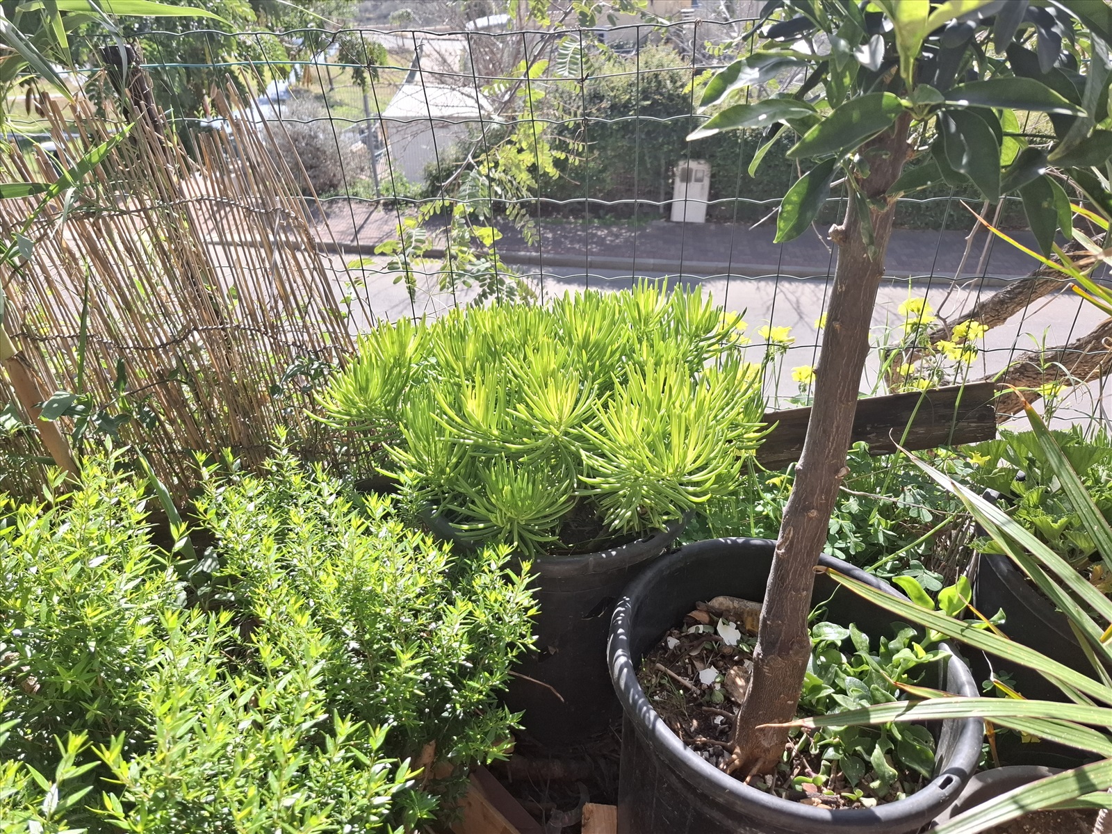 תמונה 3, סביון הימלאיה ,בסגנון בונסאי  למכירה בבית אריה | לגינה  עצים ועציצים
