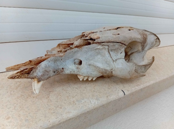 תמונה 1, גולגולת נהדרת של חזיר בר  למכירה בקרית אתא | אספנות  שונות