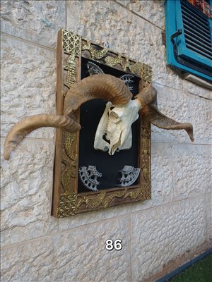 אומנות,פוחלצים,קרניים,אוסף קרניים לעיצוב המשק והחווה .או פינת המנגל  יוצא למכירה מתחיל מ800 לפריט,,,,