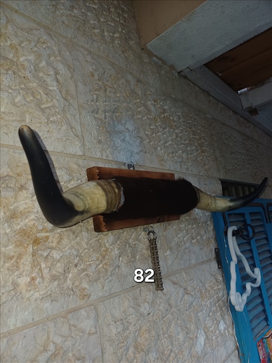 תמונה 4 ,קרניים למכירה ברמלה אומנות  פוחלצים