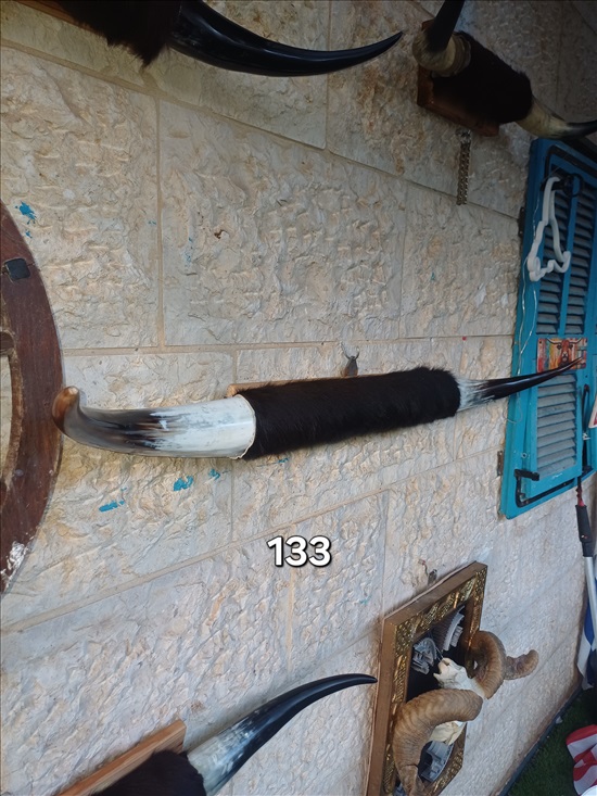 תמונה 5 ,קרניים למכירה ברמלה אומנות  פוחלצים