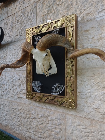 תמונה 2 ,קרניים למכירה ברמלה אומנות  פוחלצים