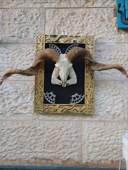 תמונה 3 ,קרניים למכירה ברמלה אומנות  פוחלצים