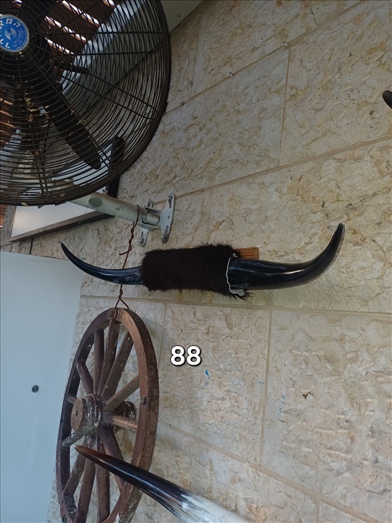 תמונה 7 ,קרניים למכירה ברמלה אומנות  פוחלצים