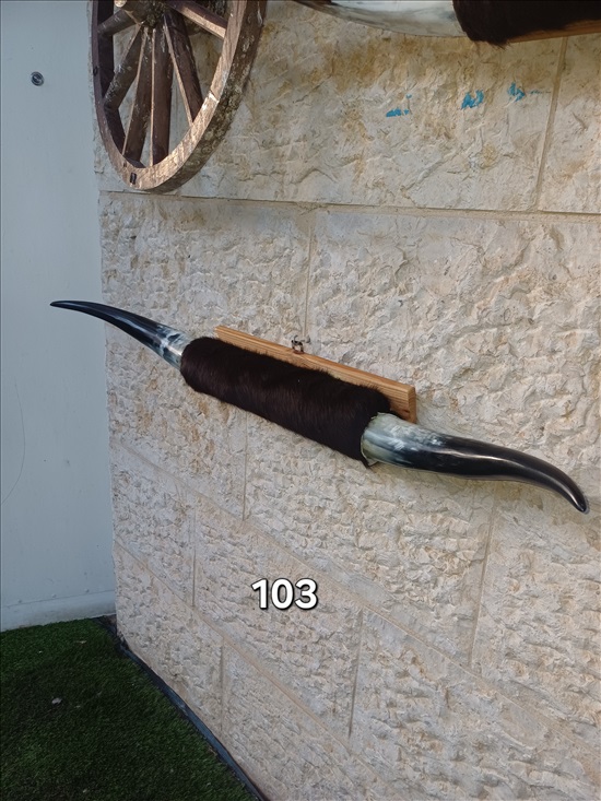 תמונה 6 ,קרניים למכירה ברמלה אומנות  פוחלצים