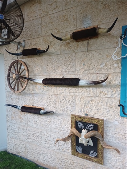 תמונה 8 ,קרניים למכירה ברמלה אומנות  פוחלצים