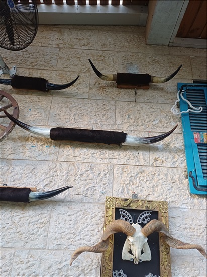 תמונה 10 ,קרניים למכירה ברמלה אומנות  פוחלצים