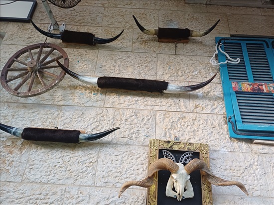 תמונה 9 ,קרניים למכירה ברמלה אומנות  פוחלצים
