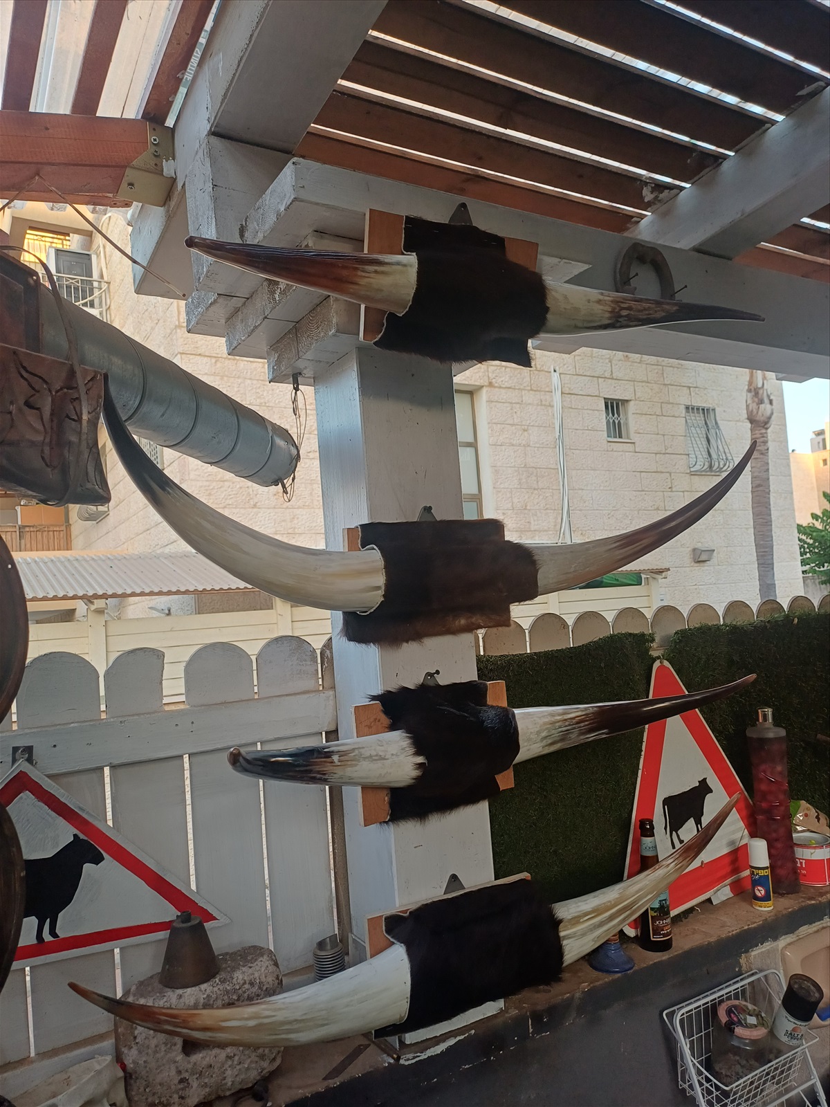 תמונה 2,  מצמצם את האוסף למכירה: קרניים למכירה ברמלה | אומנות  פוחלצים