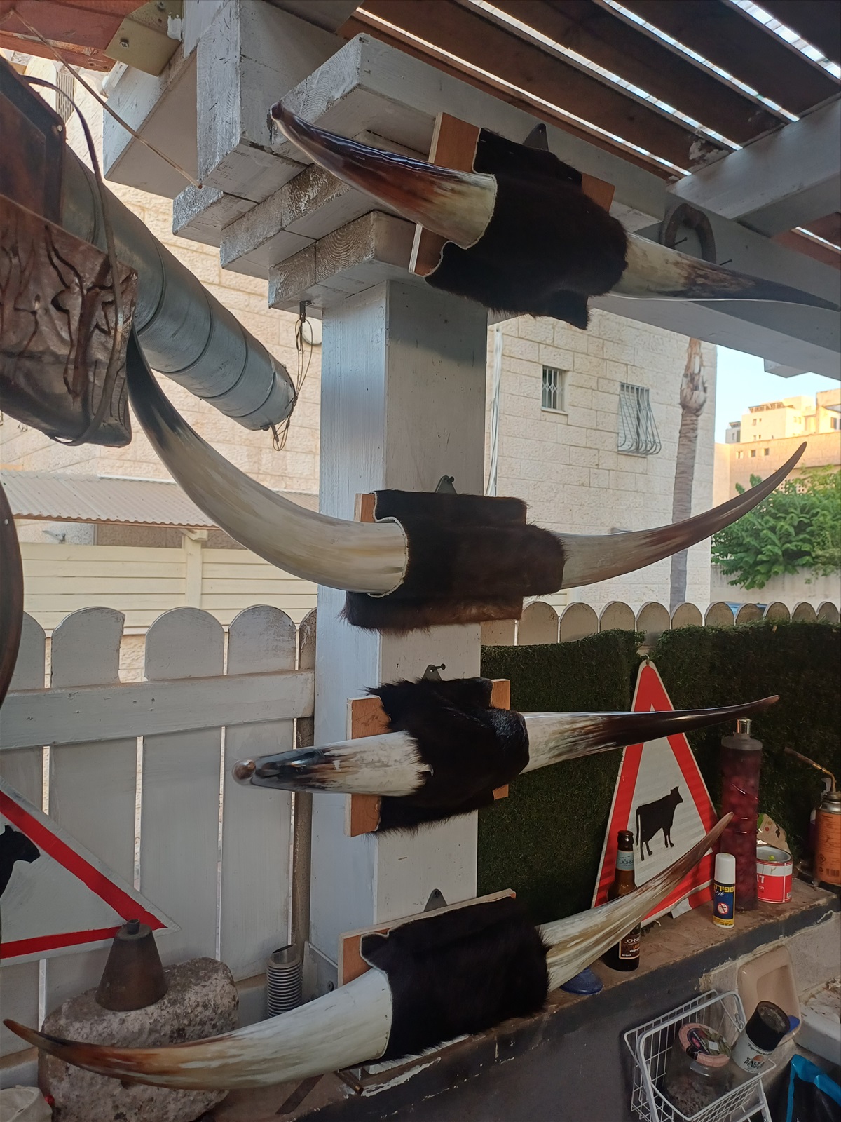 תמונה 3,  מצמצם את האוסף למכירה: קרניים למכירה ברמלה | אומנות  פוחלצים