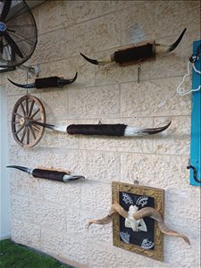 קרניים של שור  