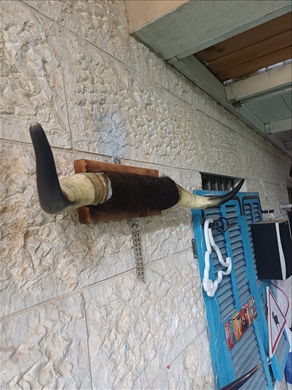 תמונה 4 ,מכירת חצר למכירה ברמלה אומנות  פוחלצים