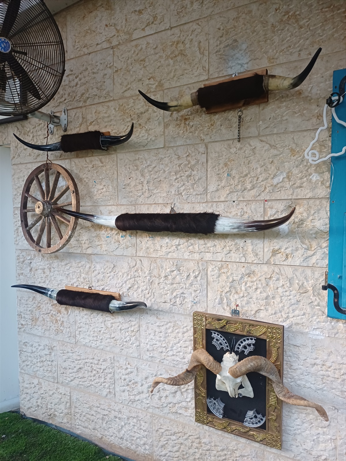 תמונה 1, קרניים של שור  למכירה ברמלה | אומנות  פוחלצים
