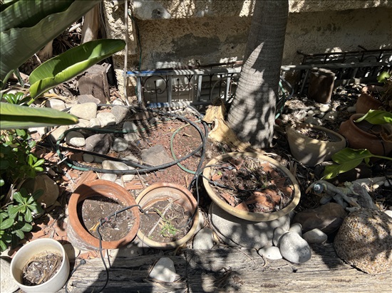 תמונה 2 ,כלי חרס וקרמיקה לצמחים למכירה בחיפה לגינה  שונות