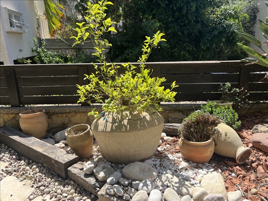 תמונה 1 ,כלי חרס וקרמיקה לצמחים למכירה בחיפה לגינה  שונות