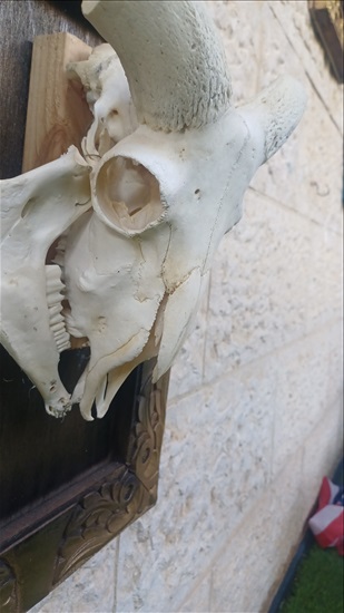 תמונה 6 , מצמצם את האוסף למכירה: קרניים למכירה ברמלה אומנות  פוחלצים