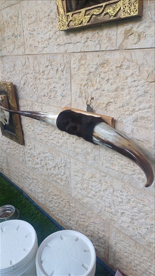 תמונה 8 , מצמצם את האוסף למכירה: קרניים למכירה ברמלה אומנות  פוחלצים