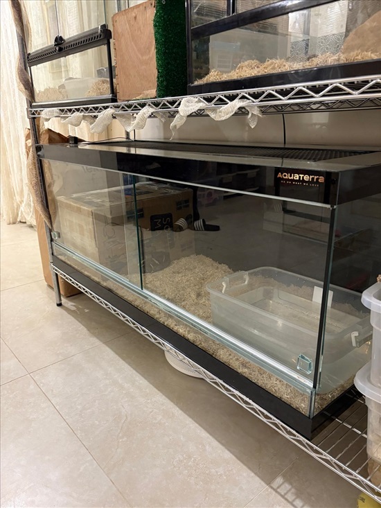תמונה 4 ,בואה אימפרטור נקבה בוגרת ציוד למכירה בשומריה שונות  שונות
