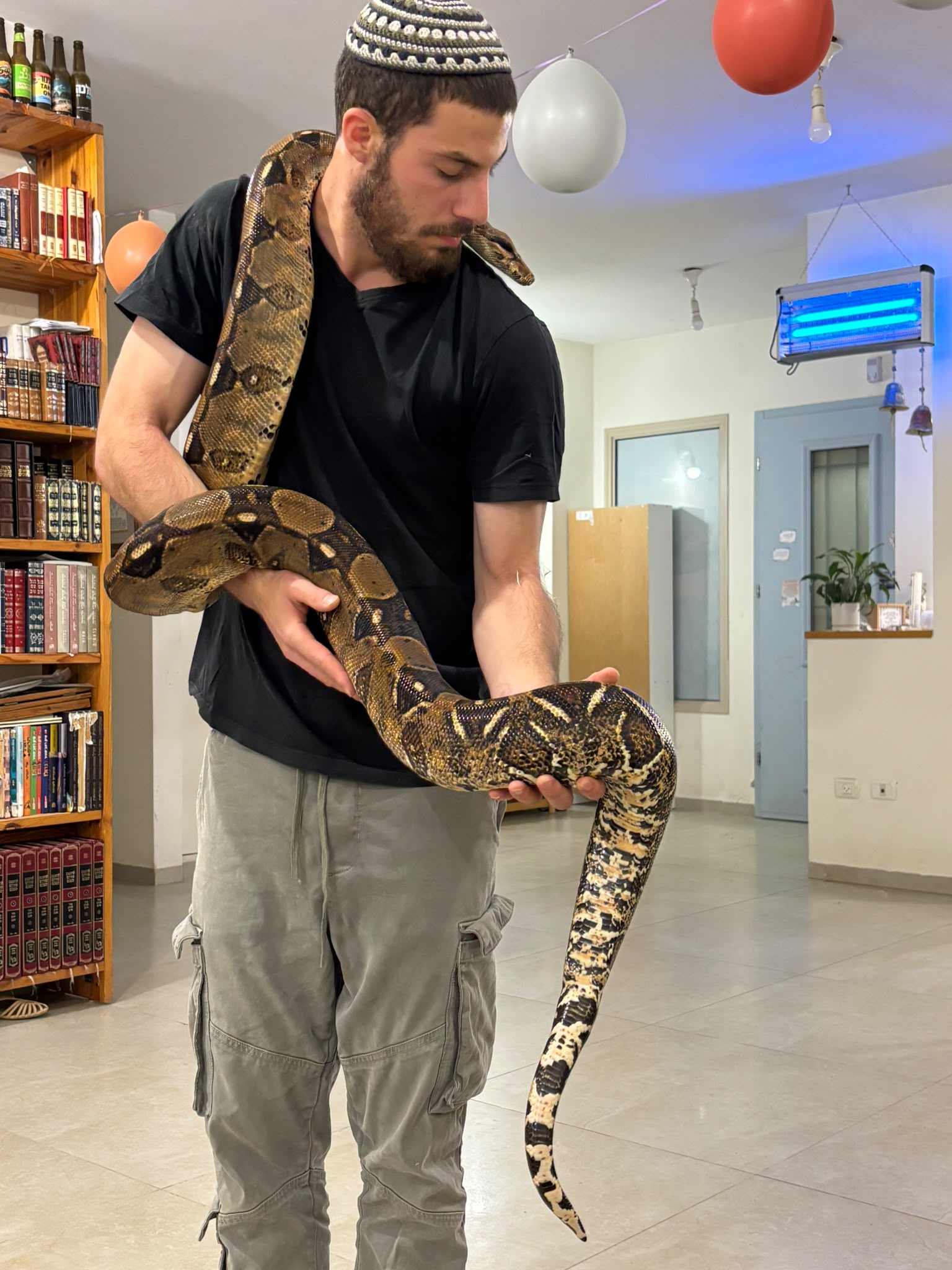 תמונה 2, בואה אימפרטור נקבה בוגרת ציוד למכירה בשומריה | שונות שונות
